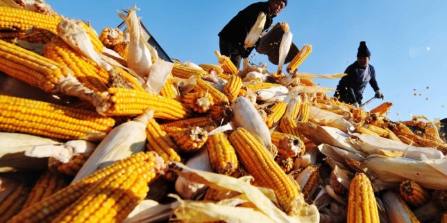 China dramatically increases corn exports to North Korea